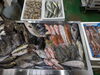 令和8年5月18日 店内「📣本日のお魚情報🐟」