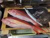 魚類「本日5/18(月)、明日5/19(火)は営業します」