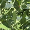 桐屋菜園の無農薬野菜と会津産玄ソバで、からだよろこぶ一杯を