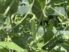 「桐屋菜園の無農薬野菜と会津産玄ソバで、からだよろこぶ一杯を」