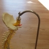 骨のための栄養