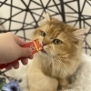 岡山　猫専門サロン　サロン前にすべきこととは？