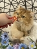 「岡山　猫専門サロン　サロン前にすべきこととは？」