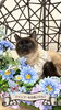 施術後の写真撮影「岡山猫専門サロン　気温で毛が変化する猫種ってなんでしょう？」