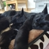 猫さんのお留守番で大切にしている「そっと見守る距離感」