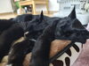 愛猫の安心お留守番をお約束「猫さんのお留守番で大切にしている「そっと見守る距離感」」