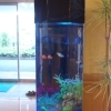 すーいすいすい・・・さかな君！！　　高住センターから、熱帯魚を飼っておられる老人ホーム・高齢者向け住宅の見学情報です。