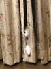 猫飼いの宿命「【島根県浮気調査】5月19日　10時間オーバーの朝まで張り込み」