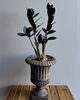 ザミオクルカスレイヴン「【ザミオクルカス・レイヴン】芸術作品のような鉢植え」
