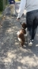 子犬教室パピー散歩泉大津市大阪市高石市のお客様「子犬のしつけいつから？子犬との散歩デビュートレーニング」
