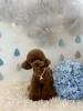 茶太郎くん「わんこと梅雨☔️」