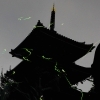 【船橋】第10回「御瀧の森 蛍の夕べ」開催！金蔵寺の自然が育むホタルの光に包まれて
