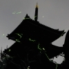 【船橋】第10回「御瀧の森 蛍の夕べ」開催！金蔵寺の自然が育むホタルの光に包まれて