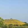 初夏の香り