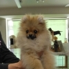日本トップブリーダー生まれ♡極小ポメラニアンちゃんエルワンへU*^_^*U