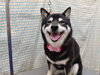 トリミングが楽しい時間になるサロン「ごろんで爪切り【どっぐさろんあきゅ　小型犬専門　トリミング　ペットサロン　京都市南区上鳥羽】」