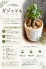 風水幸運のシンボル！ガジュマル「人気の観葉植物ガジュマル入荷のお知らせ」
