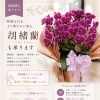 胡蝶蘭のご予約承ります