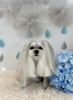 スモモちゃん「わんこと梅雨☔️」