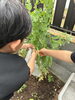 一緒に野菜を育てて収穫しよう「グループホームの庭でさやえんどうを収穫しました♪」