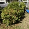 庭木の剪定でお庭まわりをすっきり整えました