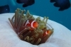 「フィリピン・ボホールツアーで出会った海の生き物たち」