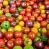 【飲食店向け】北海道産夏野菜の仕入れ受付開始｜業務用・小ロット対応