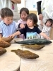 「八女市で保育園をお探しの方へ　🐟園長先生のお魚触れ合い教室🐟」