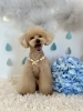 桃ちゃん　１４歳「シニアわんこと梅雨☔️」