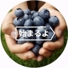 2026ブルーベリー狩りのご予約受付をスタートします🫐◝✩