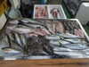 令和8年5月21日 店内「📣本日のお魚情報🐟」