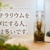 苔テラリウム、あきらめる前に。