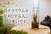本当にダメか？はプロの診断をもらってメンテナンスを！「苔テラリウム、あきらめる前に。」