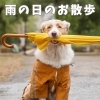 雨の日こそ、しっぽりお散歩日和？足元だけ気をつけましょう☔️🐾