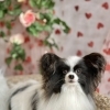 夏の前に知ってほしい｜サマーカットで毛が生えなくなる犬種