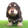 🌟ミニチュアダックス子犬情報🌟