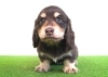 「🌟ミニチュアダックス子犬情報🌟」