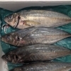 1匹まるごと！毎日変わる魚ランチ