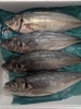とれたて活きの良さを「1匹まるごと！毎日変わる魚ランチ」