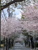 「志望校合格のご報告｜三つ子さんが教えてくれた「そろばんで育つ力」」