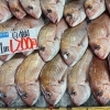 京都府産の旬魚いろいろ！真鯛1匹1,200円＆トビウオ1パック700円