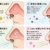 鼻毛の役割