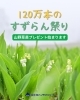 「明日より120万本のすずらん祭り開幕です」