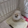 クリームポメのなぎちゃん♡5カ月レディのごあいさつU*^_^*U