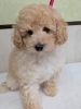 健康的で可愛い子犬たちに会えます「同じ日に生まれたトイプードル兄妹が仲間入りしました」