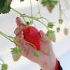 いちご狩りは終了しても、K-FARMはまだ楽しめます！｜千葉・鎌ヶ谷のK-FARMいちごハウス