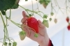 「いちご狩りは終了しても、K-FARMはまだ楽しめます！｜千葉・鎌ヶ谷のK-FARMいちごハウス」