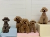 ハルくん♡にこくん♡くまくん♡こなつちゃん♡桃ちゃん「ましゅまろ幼稚園🐾」