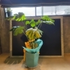 空港近く松茂町の非常に分かりにくいカフェ
