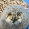シベリアワシミミズクの赤ちゃんを、お客さまに新しくお迎えいただきました🦉✨